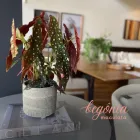 Imagem 2 da empresa AGAPANTHUS FLORICULTURA Floriculturas em Curitiba PR