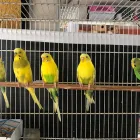 Imagem 2 da empresa AGRO JÚNIOR PET SHOP Pet Shop em Maringá PR