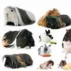 Imagem 6 da empresa AQUARIAMA Pet Shop - Distribuidores em Caxias Do Sul RS