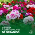 Imagem 2 da empresa ATACADO SANTA FÉ Floriculturas em Porto Alegre RS