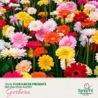 Imagem 4 da empresa ATACADO SANTA FÉ Floriculturas em Porto Alegre RS