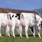 Imagem 1 da empresa FERTSEMEN GENETICS Sêmen em Patos De Minas MG