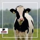 Imagem 8 da empresa FERTSEMEN GENETICS Sêmen em Patos De Minas MG