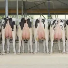 Imagem 11 da empresa FERTSEMEN GENETICS Sêmen em Patos De Minas MG