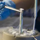 Imagem 12 da empresa FERTSEMEN GENETICS Sêmen em Patos De Minas MG