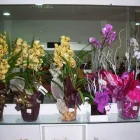 Imagem 2 da empresa FIOS E FLORES Floriculturas em São José SC