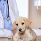 Imagem 2 da empresa HOSPITAL VETERINÁRIO STARVET Veterinarians em Brasília DF