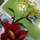 Imagem 2 da empresa LUCIANA HRUSCHKA Cirurgiões-Dentistas - Periodontia em São Carlos SP