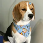 Imagem 2 da empresa PET SHOP AMOR ANIMAL | BANHO E TOSA Pet Shop em Maringá PR