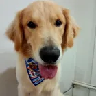 Imagem 4 da empresa PET SHOP AMOR ANIMAL | BANHO E TOSA Pet Shop em Maringá PR