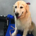 Imagem 5 da empresa PET SHOP AMOR ANIMAL | BANHO E TOSA Pet Shop em Maringá PR