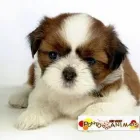 Imagem 3 da empresa PET SHOP PONTO DOS ANIMAIS Pet Shop em Maringá PR