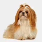 Imagem 4 da empresa PET SHOP PONTO DOS ANIMAIS Pet Shop em Maringá PR