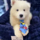 Imagem 2 da empresa REI DOG PET SHOP Pet Shop em Maceió AL