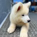 Imagem 3 da empresa REI DOG PET SHOP Pet Shop em Maceió AL