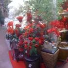 Imagem 5 da empresa SHOPPING DAS FLORES Vasos para Plantas em Curitiba PR