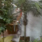 Imagem 6 da empresa SHOPPING DAS FLORES Vasos para Plantas em Curitiba PR
