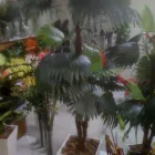 Imagem 2 da empresa SHOPPING DAS FLORES Vasos para Plantas em Curitiba PR