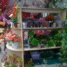 Imagem 8 da empresa SHOPPING DAS FLORES Vasos para Plantas em Curitiba PR