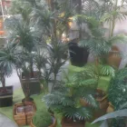 Imagem 4 da empresa SHOPPING DAS FLORES Vasos para Plantas em Curitiba PR