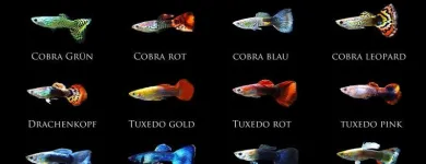 Imagem 4 da empresa AQUARIAMA Pet Shop - Distribuidores em Caxias Do Sul RS