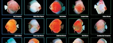 Imagem 5 da empresa AQUARIAMA Pet Shop - Distribuidores em Caxias Do Sul RS