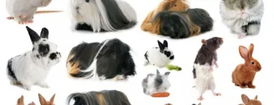 Imagem 6 da empresa AQUARIAMA Pet Shop - Distribuidores em Caxias Do Sul RS