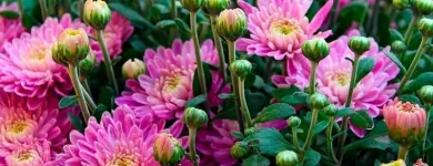 Imagem 1 da empresa ATACADO SANTA FÉ Floriculturas em Porto Alegre RS