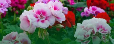 Imagem 2 da empresa ATACADO SANTA FÉ Floriculturas em Porto Alegre RS