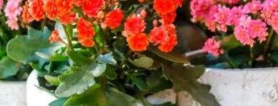 Imagem 3 da empresa ATACADO SANTA FÉ Floriculturas em Porto Alegre RS