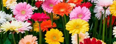 Imagem 4 da empresa ATACADO SANTA FÉ Floriculturas em Porto Alegre RS
