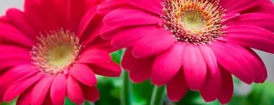 Imagem 5 da empresa ATACADO SANTA FÉ Floriculturas em Porto Alegre RS