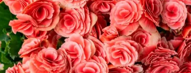Imagem 6 da empresa ATACADO SANTA FÉ Floriculturas em Porto Alegre RS