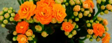 Imagem 7 da empresa ATACADO SANTA FÉ Floriculturas em Porto Alegre RS