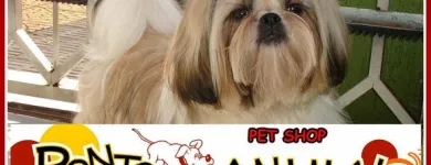 Imagem 2 da empresa PET SHOP PONTO DOS ANIMAIS Pet Shop em Maringá PR