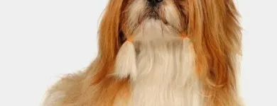 Imagem 4 da empresa PET SHOP PONTO DOS ANIMAIS Pet Shop em Maringá PR