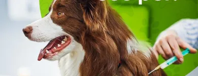 Imagem 6 da empresa PET SHOP VIDA ANIMAL - UNIDADE GUAIAPÓ Pet Shop em Maringá PR