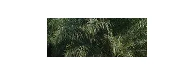Imagem 2 da empresa PRÓ - DENDÊ Projetos Industriais em Belém PA