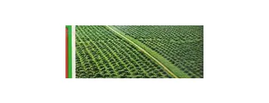 Imagem 3 da empresa PRÓ - DENDÊ Projetos Industriais em Belém PA