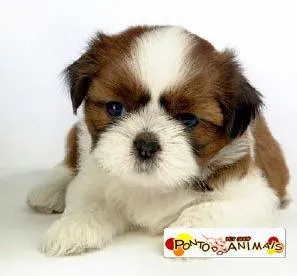 Imagem 3 da empresa PET SHOP PONTO DOS ANIMAIS