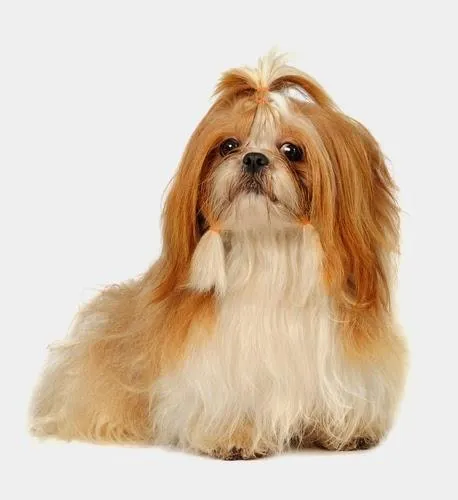 Imagem 4 da empresa PET SHOP PONTO DOS ANIMAIS