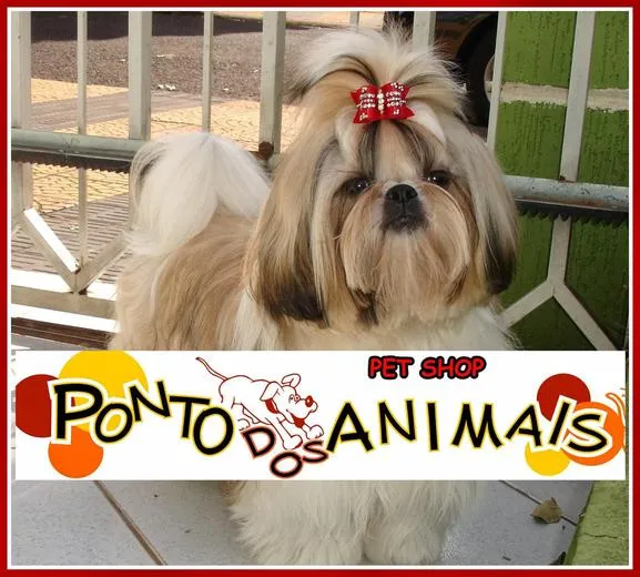 Imagem 2 da empresa PET SHOP PONTO DOS ANIMAIS