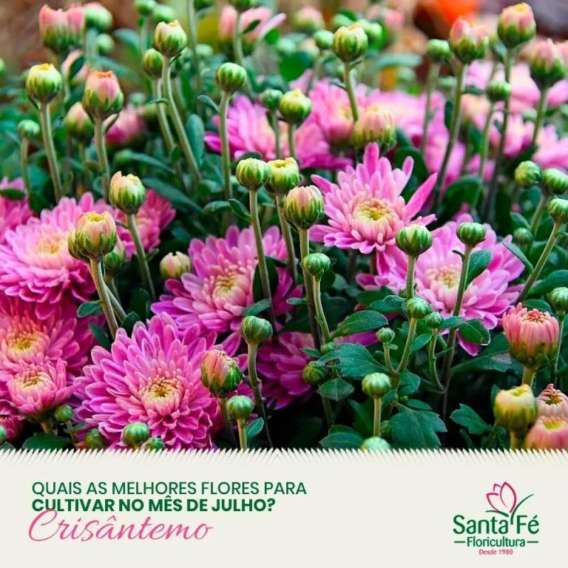 Imagem 1 da empresa ATACADO SANTA FÉ