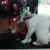 Danke O Gato
